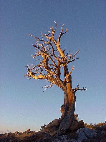 Inyo Mountains 01